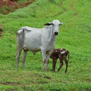 Gau Seva